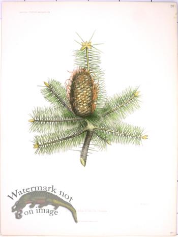 Lawson Pine Cone 26
